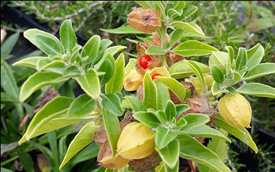 Ashwagandha Extract Manufacturers In United Kingdom