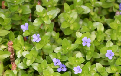 bacopa extract manufacturer in United Kingdom