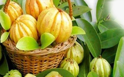 Garcinia Cambogia Extract Manufacturer In United Kingdom