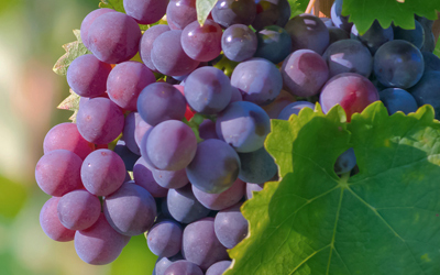 Grape Seed Extract Manufacturer In United Kingdom